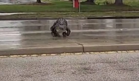 Momenti kur një krokodil i madh ndalon trafikun për ta kaluar rrugën
