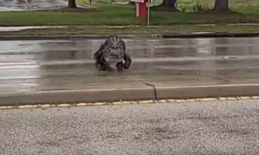 Momenti kur një krokodil i madh ndalon trafikun për ta kaluar rrugën