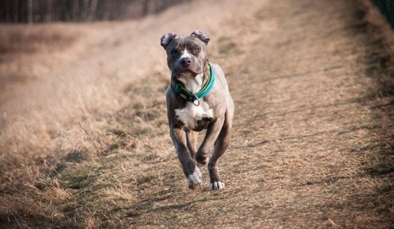 Qeni pitbull 'shqyen' gruan shqiptare, arrestohet pronari