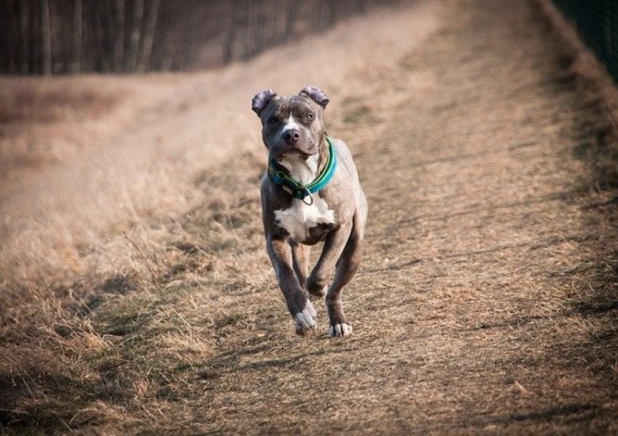 Qeni pitbull 'shqyen' gruan shqiptare, arrestohet pronari