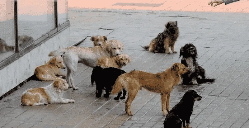 Vetëm në Prishtinë janë 10 mijë qen endacakë