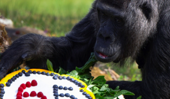 Mbush 65 vjet gorilla më e vjetër në botë