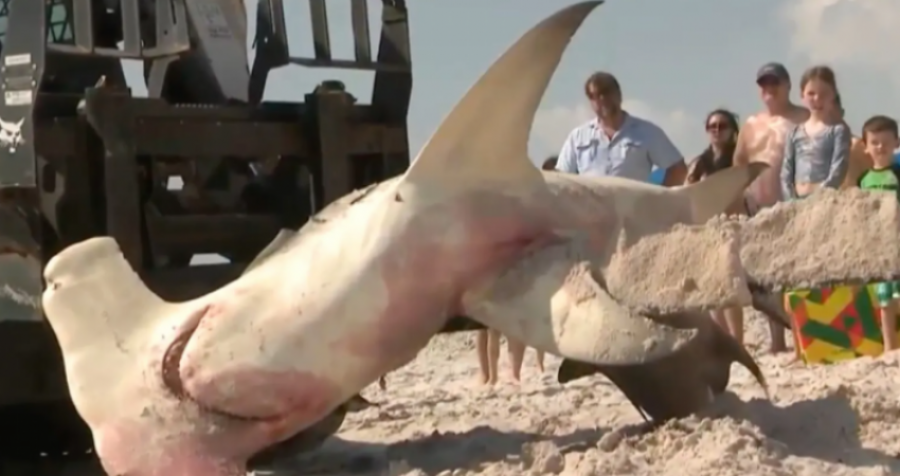 ‘Nëna e peshkaqenëve’ shtangu plazhin, e zhvendosën me traktor (Video)