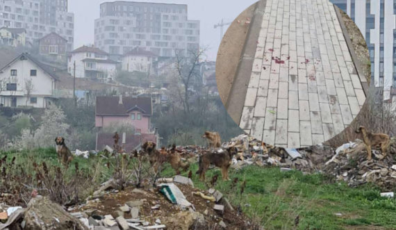 Foto nga vendi ku u sulmuan mjekët nga qentë endacak