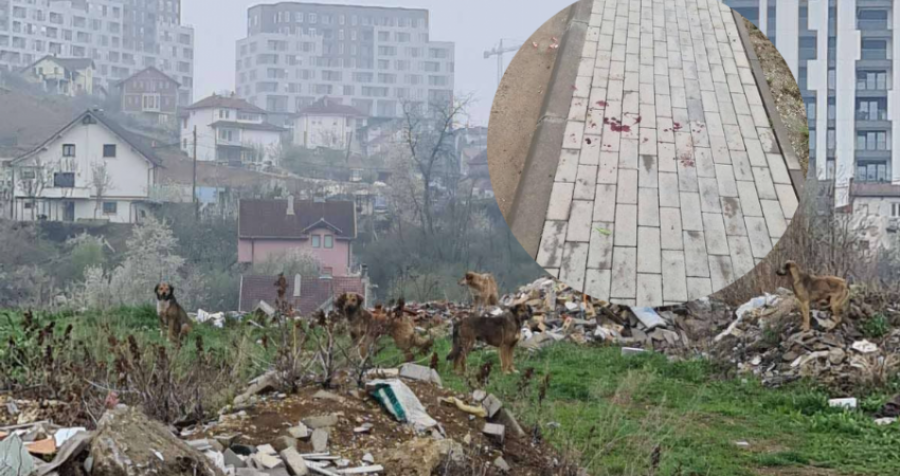 Foto nga vendi ku u sulmuan mjekët nga qentë endacak