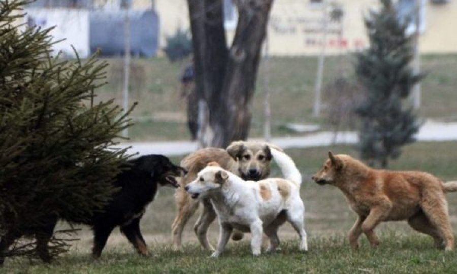 Problemi me qentë endacakë, komuna e Prishtinës njofton se janë adoptuar edhe 10 qenë