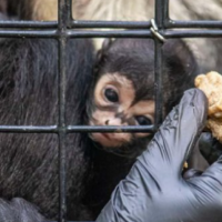 Lind një majmun i pazakontë, në një kopsht zoologjik të Floridas 