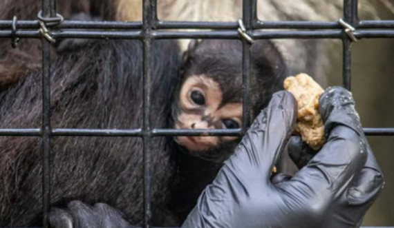 Lind një majmun i pazakontë, në një kopsht zoologjik të Floridas 