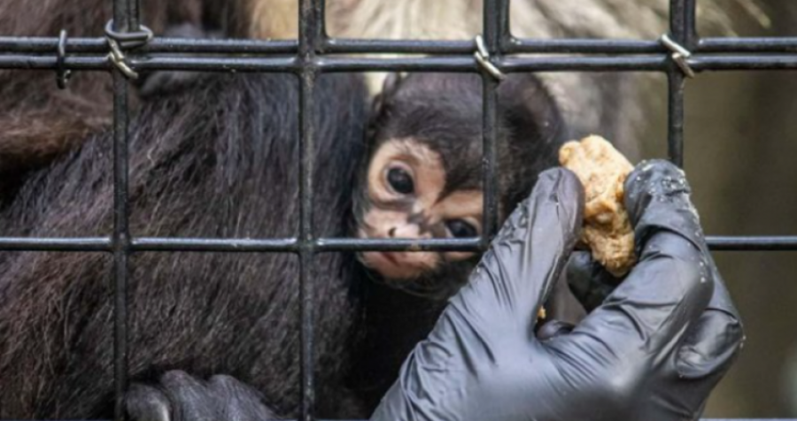 Lind një majmun i pazakontë, në një kopsht zoologjik të Floridas 