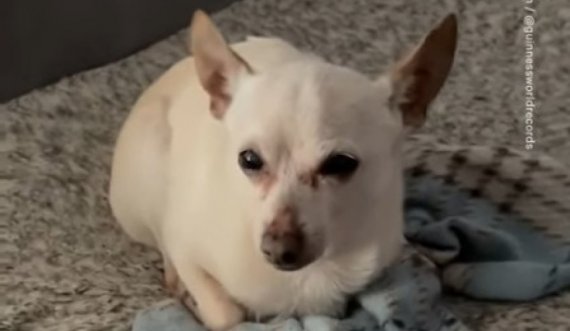 Qeni më i vjetër në botë është ky Chihuahua nga Florida