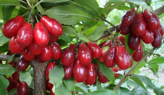 Shumë njerëz nuk ia dinë emrin, po ju e dini si quhet ky frut?