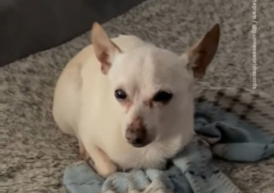 Qeni më i vjetër në botë është Chihuahua