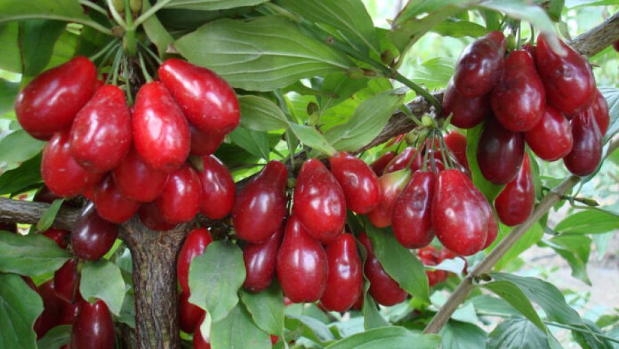 Shumë njerëz nuk ia dinë emrin, po ju e dini si quhet ky frut?