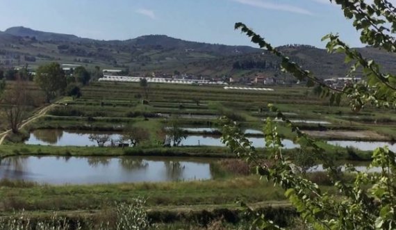 Humb jetën fermeri në Roskovec, ra në vaskat e peshkut