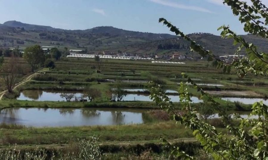 Humb jetën fermeri në Roskovec, ra në vaskat e peshkut