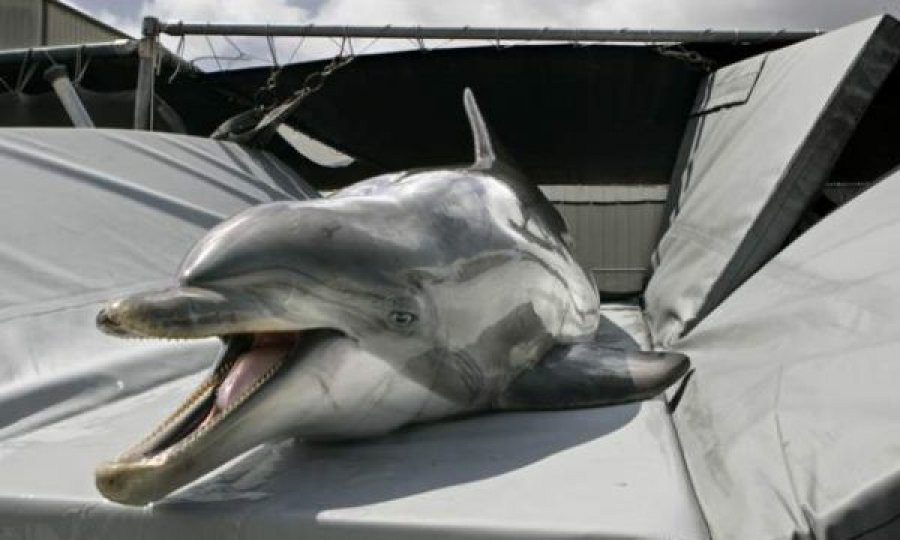 E zbulon instituti amerikan, Rusia vendos dy delfinë të trajnuar në portin e Krimesë