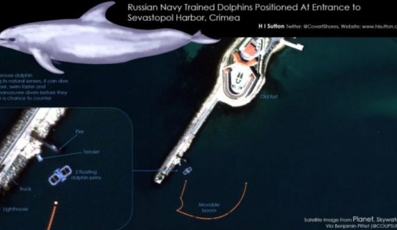 Delfinë “ushtarakë”, manovra befasuese e Rusisë në Detin e Zi