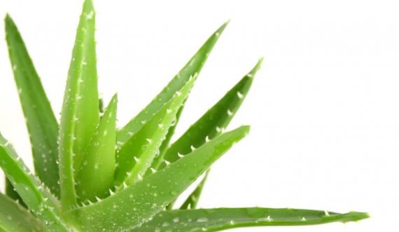 Përfitimet e shumta shëndetësore nga bima e Aloe Verës