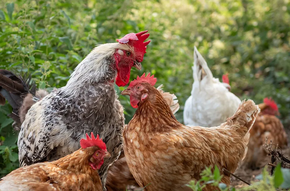 Vodhën pesë pula dhe dy gjela në Kaçanik, dënohen me 400 euro gjobë dhe 120 orë punë