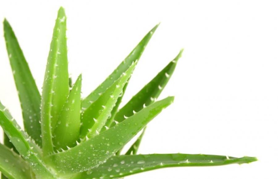 Përfitimet e shumta shëndetësore nga bima e Aloe Verës