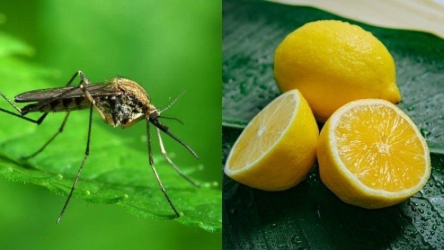 Sekreti me limonin se si mos t’ju pickojë asnjë mushkonjë