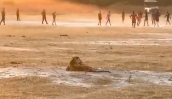 Befason Leopardi,  shkon “mysafir i paftuar” në një ndeshje futbolli në Afrikë