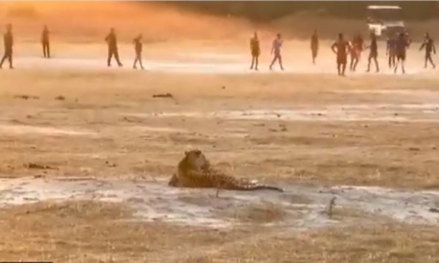 Befason Leopardi,  shkon “mysafir i paftuar” në një ndeshje futbolli në Afrikë