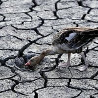 Europa e prekur këtë verë nga thatësira