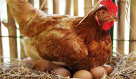 Çmimi i vezës rritet 30% në këtë shtet
