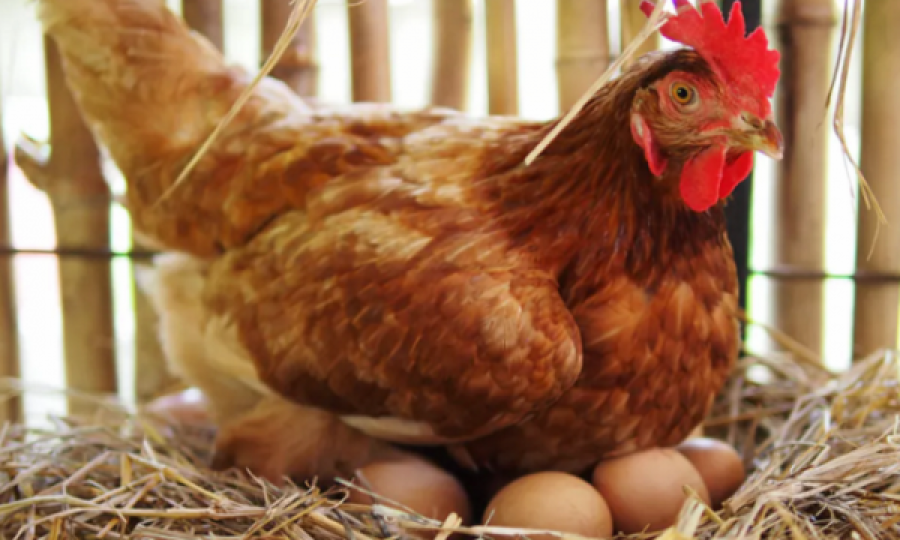Çmimi i vezës rritet 30% në këtë shtet