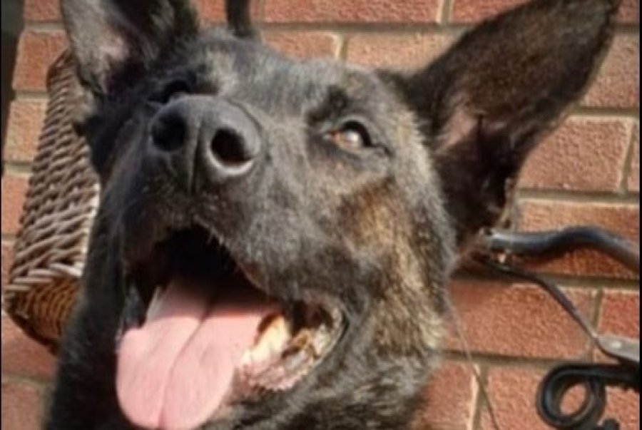 Kafshoi qenin e policisë në kokë, dënohet me 8 muaj burg