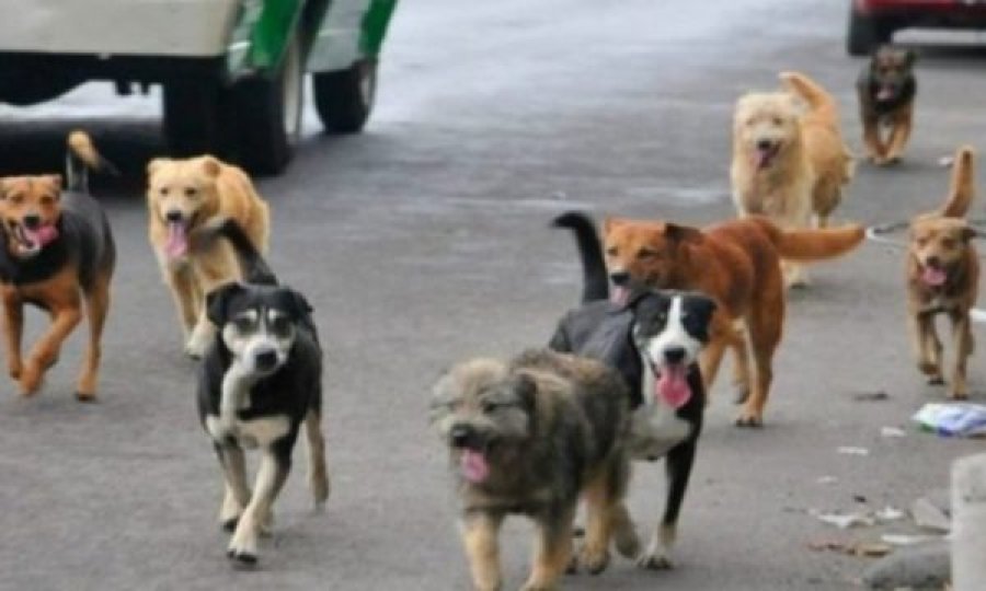 Komuna e Prishtinës do t’u vendos çipa qenve endacakë, Drejtori ankohet se po vijnë nga qytetet e tjera