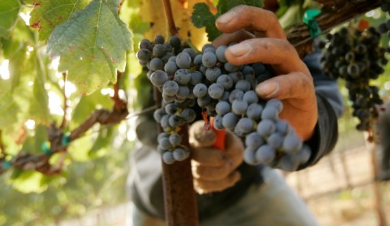 Nga trajtimi ç’njerëzorë deri tek rakia e rrushit!