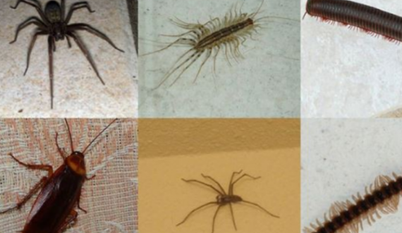 Disa metoda natyrale se si t’i largoni insektet nga shtëpia