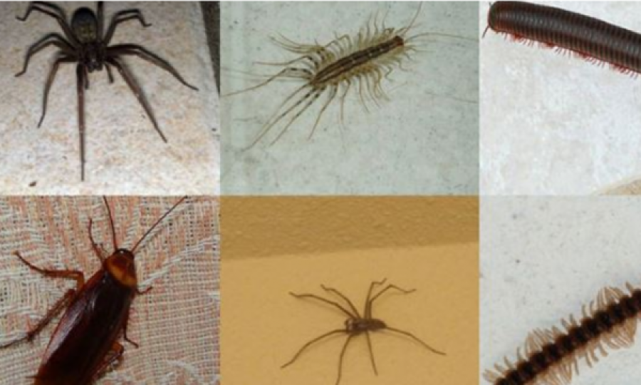 Disa metoda natyrale se si t’i largoni insektet nga shtëpia
