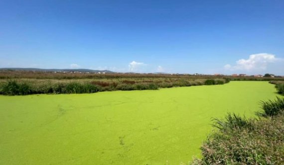 Çfarë i ka ndodhur Sitnicës, lumi kosovar bëhet i gjelbër