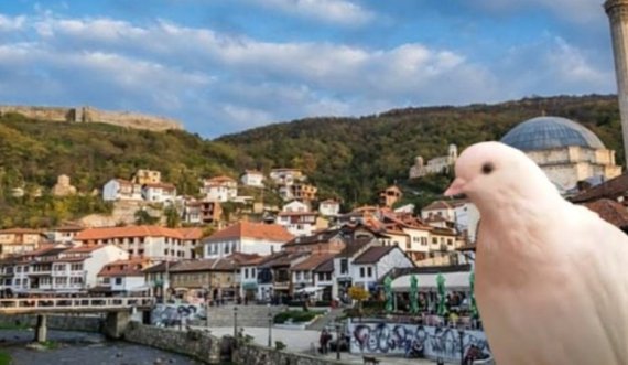 25-vjeçari në Prizren e bën ‘hallakamë’ në shtëpi, i rrah vëllezërit dhe hallën për një pëllumb