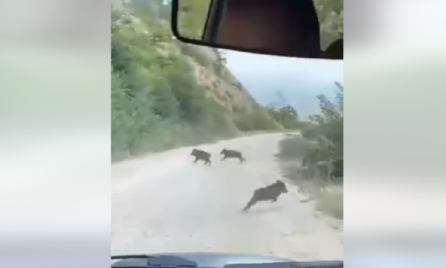 Një tufë e madhe derrash të egër i dalin përpara një qytetari në Deçan