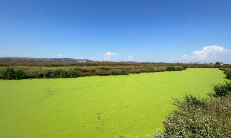 Çfarë i ka ndodhur Sitnicës, lumi kosovar bëhet i gjelbër