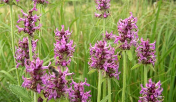 Betonika forcon shëndetin