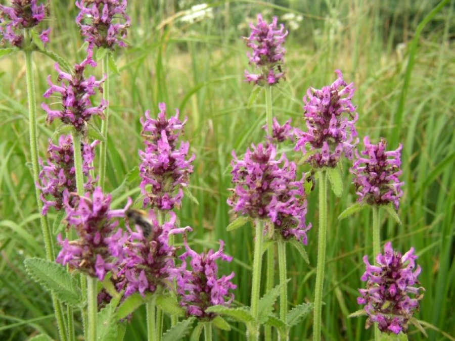 Betonika forcon shëndetin