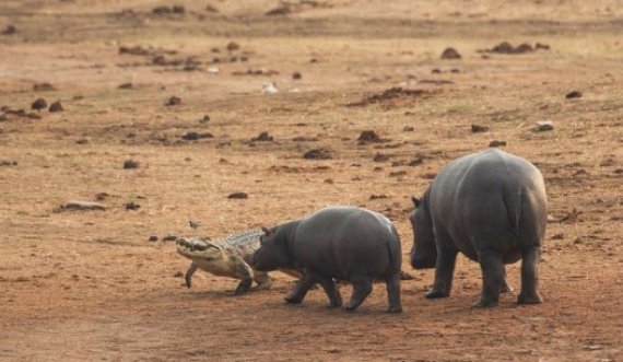 E dini se cila është është kafsha më e rrezikshme në Afrikë? SuImon luanët dhe krokodilët