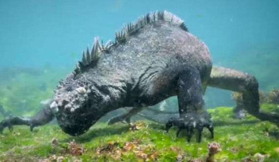 Një iguana 'Godzilla' vërehet duke notuar me zhytësit