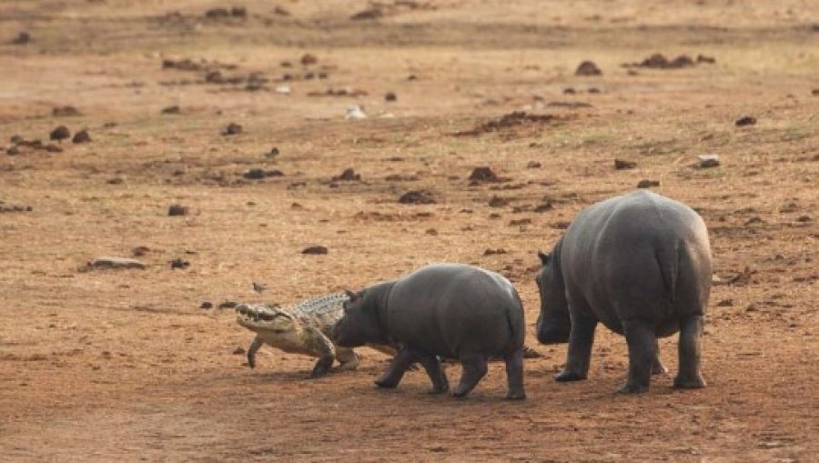 E dini se cila është është kafsha më e rrezikshme në Afrikë? SuImon luanët dhe krokodilët