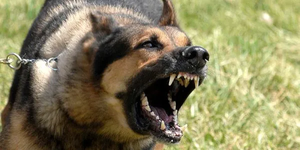 Gjakovë: Qeni kafshon një të mitur, arrestohet pronari i qenit