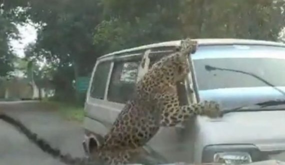 Leopardi hyn në kampusin universitar, 15 të lënduar 