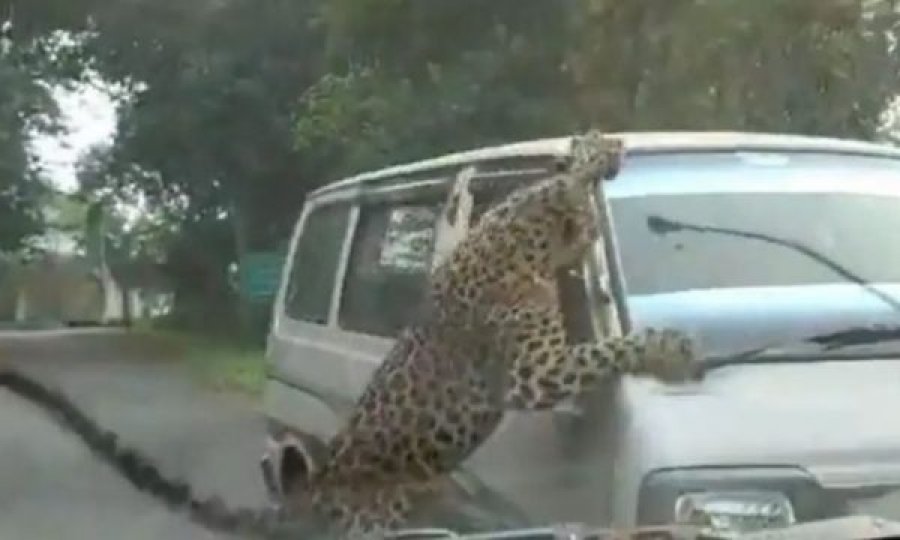 Leopardi hyn në kampusin universitar, 15 të lënduar 