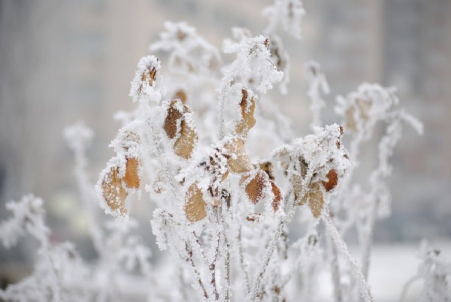 Reshje shiu dhe bore, këto janë temperaturat sot