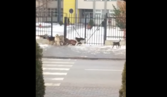 Numër i madh i qenve para shkollës fillore në Runik të Skënderajt