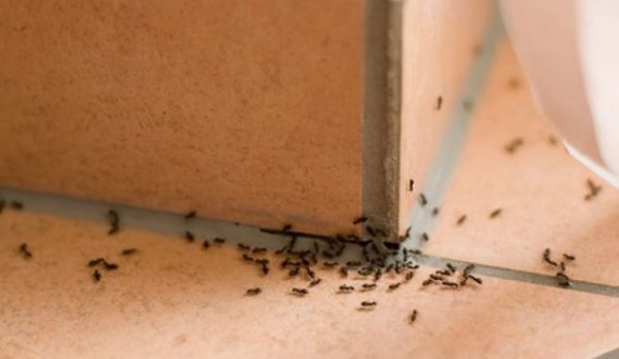 Disa mënyra për t’i larguar milingonat nga shtëpia përgjithmonë